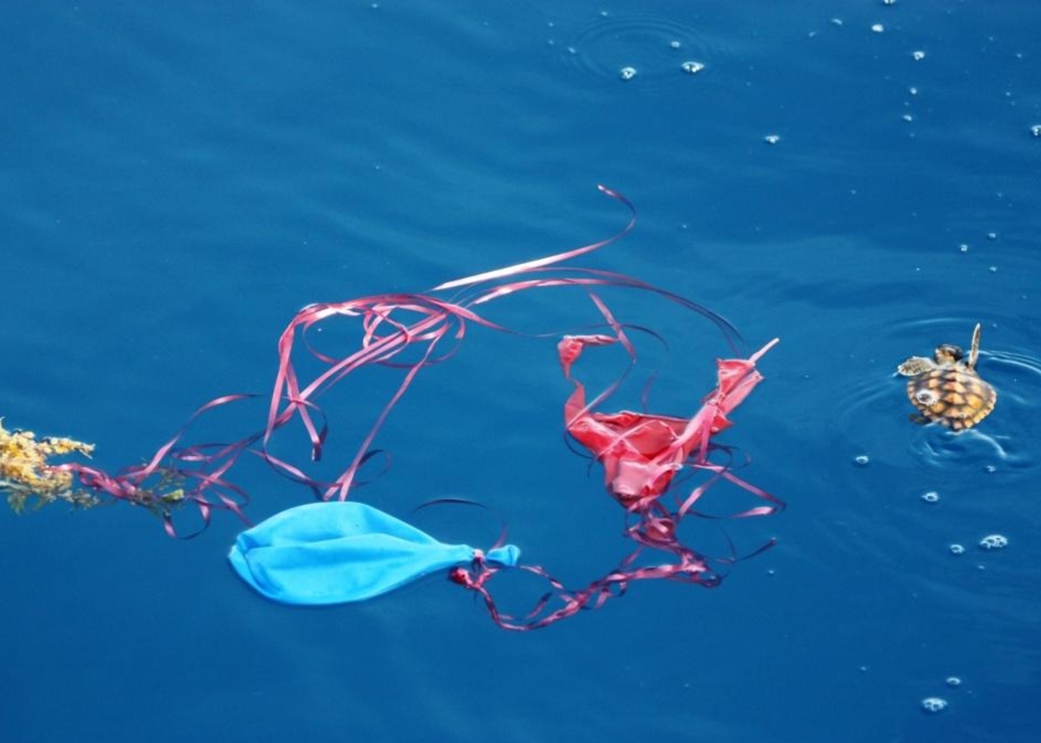 pollution balloons turtle